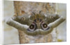 Gonimbrasia Moth on Tree Trunk by Anonymous