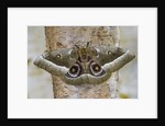 Gonimbrasia Moth on Tree Trunk by Anonymous