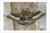 Gonimbrasia Moth on Tree Trunk by Anonymous