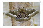 Gonimbrasia Moth on Tree Trunk by Anonymous