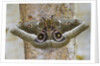 Gonimbrasia Moth on Tree Trunk by Anonymous