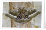 Gonimbrasia Moth on Tree Trunk by Anonymous