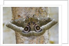 Gonimbrasia Moth on Tree Trunk by Anonymous