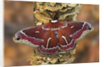 Hyalophora Moth on Mushroom-Covered Tree by Anonymous