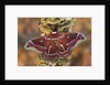 Hyalophora Moth on Mushroom-Covered Tree by Anonymous
