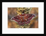 Hyalophora Moth on Mushroom-Covered Tree by Anonymous
