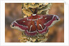 Hyalophora Moth on Mushroom-Covered Tree by Anonymous
