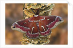 Hyalophora Moth on Mushroom-Covered Tree by Anonymous