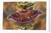 Hyalophora Moth on Mushroom-Covered Tree by Anonymous
