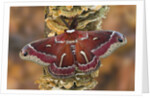 Hyalophora Moth on Mushroom-Covered Tree by Anonymous
