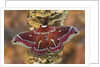 Hyalophora Moth on Mushroom-Covered Tree by Anonymous