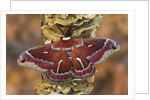 Hyalophora Moth on Mushroom-Covered Tree by Anonymous