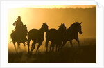 Silhouette of Cowboy Herding Horses by Anonymous