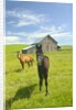 Horses and Barn in Prairie by Anonymous
