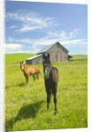 Horses and Barn in Prairie by Anonymous