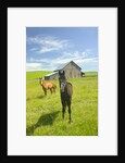 Horses and Barn in Prairie by Anonymous