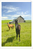Horses and Barn in Prairie by Anonymous