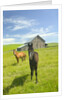Horses and Barn in Prairie by Anonymous