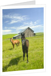 Horses and Barn in Prairie by Anonymous