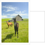 Horses and Barn in Prairie by Anonymous