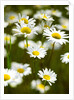 Summer Flowers by Anonymous