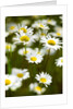 Summer Flowers by Anonymous