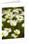 Summer Flowers by Anonymous