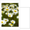 Summer Flowers by Anonymous