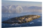 Small Rocky Island and Icebergs by Anonymous