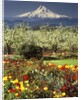 Tulips and Pear Orchard Below Mt. Hood by Anonymous