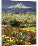 Tulips and Pear Orchard Below Mt. Hood by Anonymous