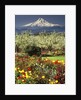 Tulips and Pear Orchard Below Mt. Hood by Anonymous