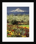 Tulips and Pear Orchard Below Mt. Hood by Anonymous