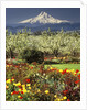 Tulips and Pear Orchard Below Mt. Hood by Anonymous