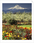 Tulips and Pear Orchard Below Mt. Hood by Anonymous