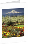Tulips and Pear Orchard Below Mt. Hood by Anonymous