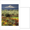 Tulips and Pear Orchard Below Mt. Hood by Anonymous