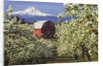 Barn in Orchard Below Mt. Hood by Anonymous