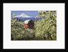 Barn in Orchard Below Mt. Hood by Anonymous