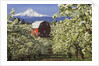 Barn in Orchard Below Mt. Hood by Anonymous