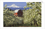 Barn in Orchard Below Mt. Hood by Anonymous