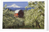 Barn in Orchard Below Mt. Hood by Anonymous