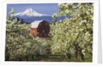 Barn in Orchard Below Mt. Hood by Anonymous