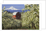 Barn in Orchard Below Mt. Hood by Anonymous