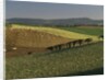 Sheep Grazing in Agricultural Fields in Northumberland by Anonymous