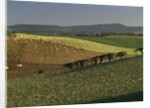 Sheep Grazing in Agricultural Fields in Northumberland by Anonymous