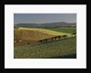 Sheep Grazing in Agricultural Fields in Northumberland by Anonymous
