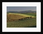 Sheep Grazing in Agricultural Fields in Northumberland by Anonymous