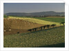 Sheep Grazing in Agricultural Fields in Northumberland by Anonymous
