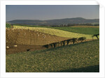 Sheep Grazing in Agricultural Fields in Northumberland by Anonymous